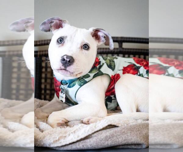Medium Photo #3 American Pit Bull Terrier-Unknown Mix Puppy For Sale in Andover, MN, USA