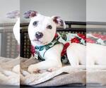 Small #2 American Pit Bull Terrier Mix