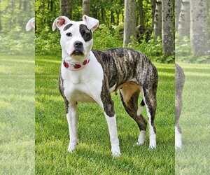 American Pit Bull Terrier Dogs for adoption in Westminster, MA, USA