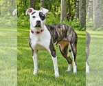 Small American Pit Bull Terrier