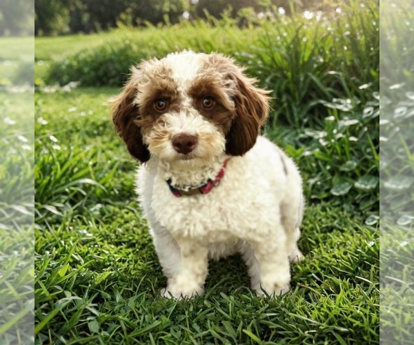 Medium Photo #1 Cockapoo (Toy) Puppy For Sale in PAYETTE, ID, USA