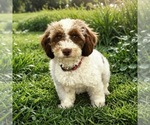 Small Photo #1 Cockapoo (Toy) Puppy For Sale in PAYETTE, ID, USA