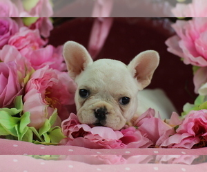French Bulldog Puppy for sale in BOCA RATON, FL, USA