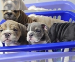Small Photo #39 English Bulldog Puppy For Sale in COLUMBUS, OH, USA