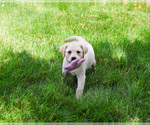 Small #3 Labrador Retriever