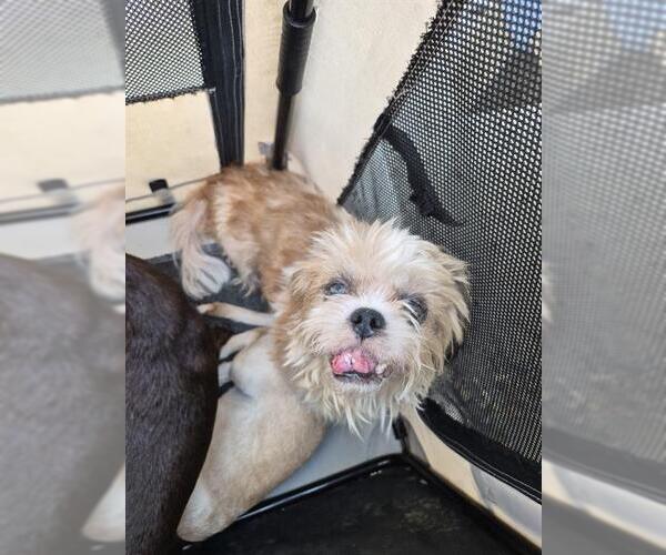 Medium Photo #1 Shih Tzu-Unknown Mix Puppy For Sale in San Antonio, TX, USA