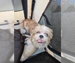 Small Shih Tzu Mix