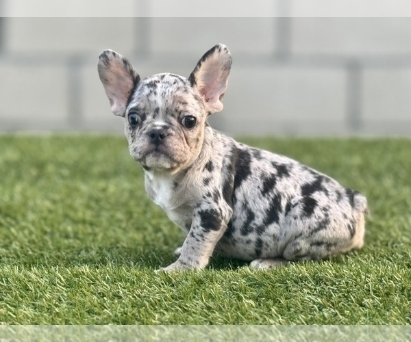 Medium Photo #18 French Bulldog Puppy For Sale in HOUSTON, TX, USA