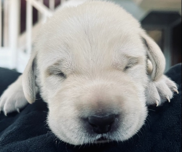 Medium Photo #1 Labrador Retriever Puppy For Sale in MANTON, MI, USA