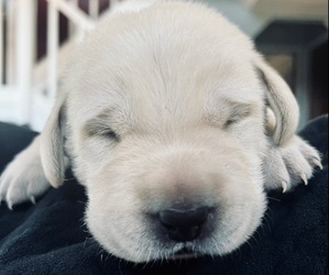 Labrador Retriever Puppy for sale in MANTON, MI, USA