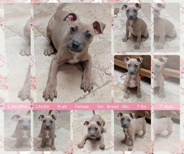 Medium Photo #1 Mutt Puppy For Sale in Mesa, AZ, USA