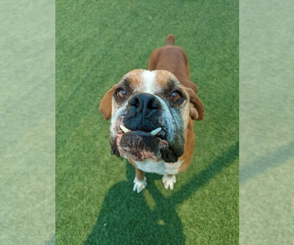 Medium Photo #4 Boxer Puppy For Sale in Austin, TX, USA