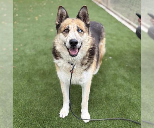 Medium Photo #1 Gerberian Shepsky Puppy For Sale in Modesto, CA, USA