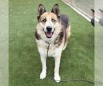 CAMILA - Female Gerberian Shepsky Dog for Adoption - Small photo