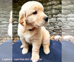 Small #2 Golden Retriever