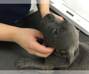 Staffordshire Bull Terrier Puppy for sale in RIVERSIDE, CA, USA