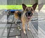 Small #2 German Shepherd Dog