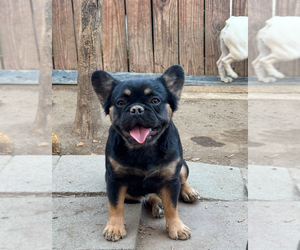 Medium Photo #2 French Bulldog Puppy For Sale in SAN MARINO, CA, USA