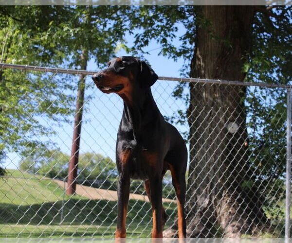 Medium Photo #7 Doberman Pinscher Puppy For Sale in Buffalo, MN, USA