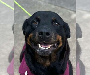 Rottweiler Dogs for adoption in Hillsboro, NH, USA
