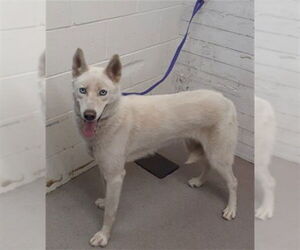 Siberian Husky Dogs for adoption in San Bernardino, CA, USA