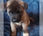 Small Photo #5 Akita Puppy For Sale in LIVINGSTON, MT, USA