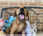 Small Photo #6 Doberman Pinscher-Unknown Mix Puppy For Sale in Randleman , NM, USA