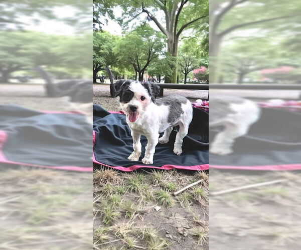 Medium Photo #10 Shih Tzu Puppy For Sale in Weston, FL, USA