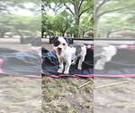 Small #9 Shih Tzu