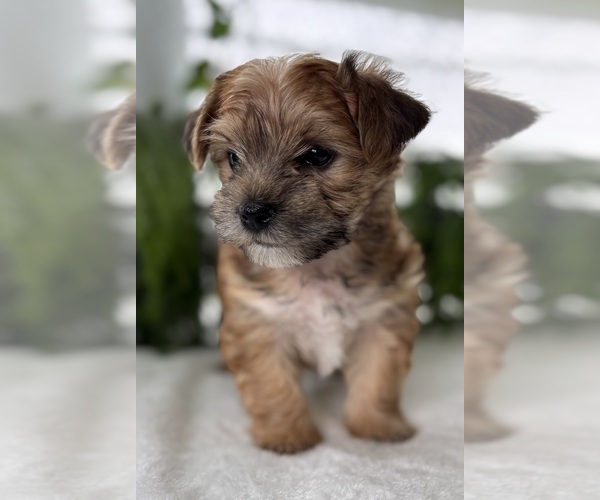 Medium Photo #9 Morkie Puppy For Sale in ROCK STREAM, NY, USA