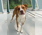 Small #3 Saint Bernard Mix