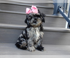 Cockapoo Puppy for sale in MILLERSBURG, OH, USA