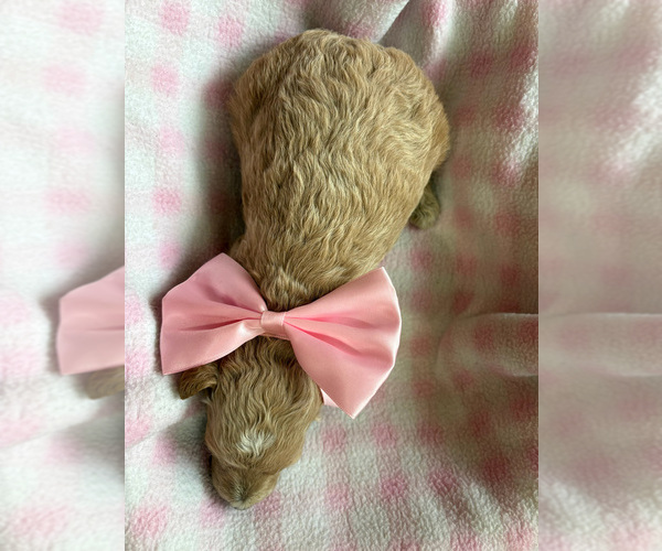 Medium Photo #2 Goldendoodle (Miniature) Puppy For Sale in ROY, UT, USA