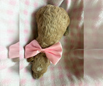 Small #1 Goldendoodle (Miniature)