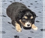Small #10 Australian Shepherd
