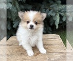 Small #3 Pomeranian