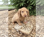Small #1 Dachshund