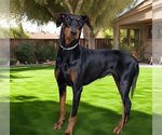 Small Photo #1 Doberman Pinscher Puppy For Sale in Downey, CA, USA
