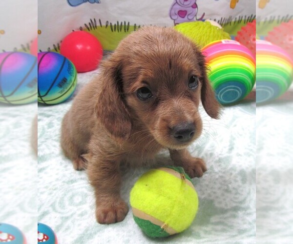 Medium Photo #5 Chiweenie Puppy For Sale in RATTAN, OK, USA