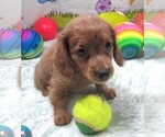 Small #4 Chiweenie