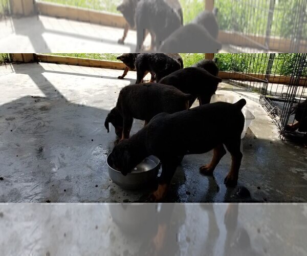 Medium Photo #51 Rottweiler Puppy For Sale in RIEGELWOOD, NC, USA