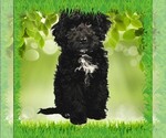 Small Photo #46 Bernedoodle (Miniature) Puppy For Sale in PEYTON, CO, USA