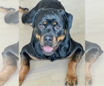 Small #2 Rottweiler