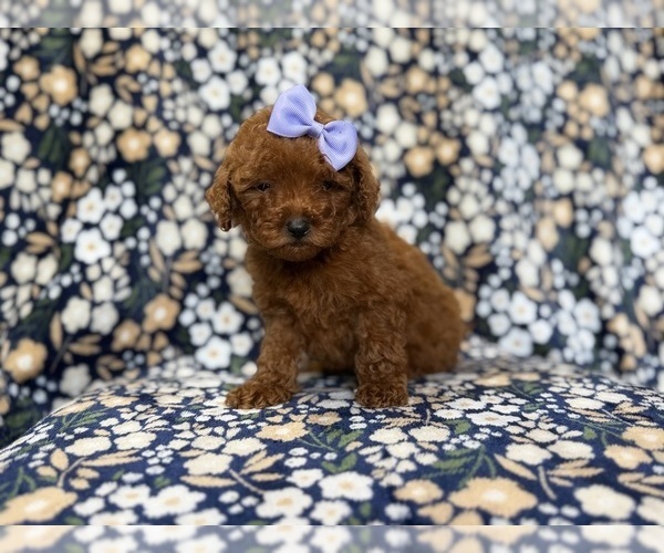 Medium Photo #3 Goldendoodle (Miniature) Puppy For Sale in LAKELAND, FL, USA