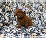 Small #2 Goldendoodle (Miniature)