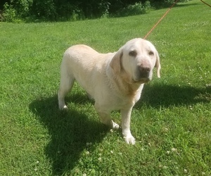 Labrador Retriever Puppy for sale in CAPE GIRARDEAU, MO, USA