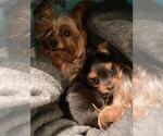 Small Photo #3 Yorkshire Terrier Puppy For Sale in KLEIN, TX, USA