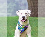 Small Labrador Retriever Mix