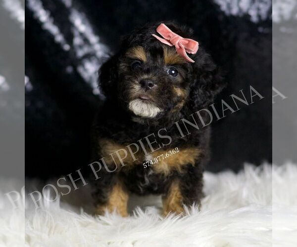 Medium Photo #1 Poodle (Miniature) Puppy For Sale in WARSAW, IN, USA