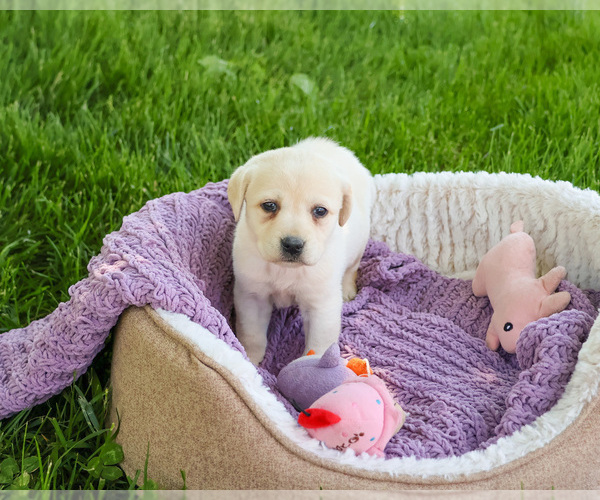 Medium Photo #5 Labrador Retriever Puppy For Sale in SYRACUSE, IN, USA